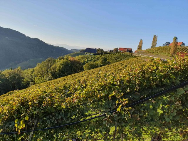 Oesterreich Weinfachreise 2019